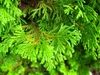 Closeup of needled foliage