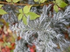 Chamaecyparis pisifera 'Boulevard'
