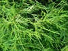Chamaecyparis pisifera 'Golden Mop'