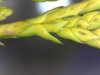 Appressed scale-like leaves. Resin ducts are also visible.