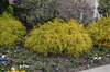 Chamaecyparis pisifera 'filifera KingsGold' Form