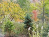 Chamaecyparis pisifera 'Boulevard'