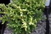 Needles foliage
