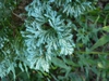 Chamaecyparis pisifera 'Boulevard'