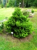 Upright form of the tree