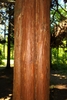 Reddish-brown bark