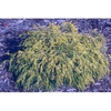 Form
