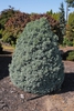 Chamaecyparis pisifera