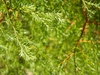 Chamaecyparis thyoides 'Heatherbun'
