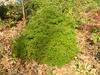 Chamaecyparis thyoides 'Heatherbun'