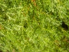 Chamaecyparis thyoides 'Heatherbun'