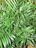 Form