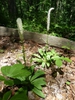 Chamaelirium luteum