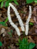 Chamaelirium luteum