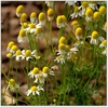 Chamaemelum nobile