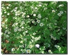 Chamaemelum nobile