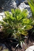 A dwarf, fan-leaf palm with stiff leaflets