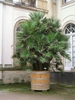 A very large, potted, multi-stemmed palm on a terrace.