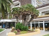 Commercial landscape with large multi-stemmed palm