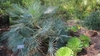A dwarf, fan-leaf palm with silvery gray leaflets