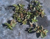 Chamaesyce hirta (L.)