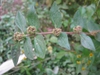 leaf arrangement