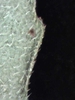 Chamaesyce hirta (L.)