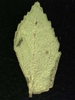 Chamaesyce hirta (L.)