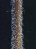 Chamaesyce hirta (L.)