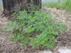 leaves and form