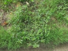 leaves and form