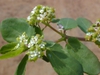 leaves and flowers