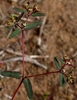 Red stems