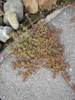 Leaves and Form