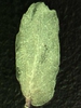 Abaxial Leaf Surface