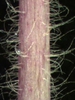 Stem