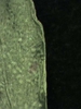 Leaf Margin
