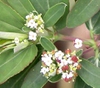Chamaesyce nutans