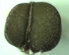 Chamaesyce nutans