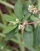 Chamaesyce nutans
