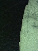 Chamaesyce nutans