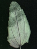 Chamaesyce nutans