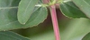 Chamaesyce nutans