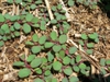 leaves