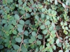 leaves