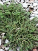 Chamaesyce prostrata habit