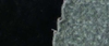 Chamaesyce prostrata leaf margin