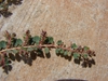 leaves and flowers