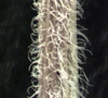 Chamaesyce prostrata stem