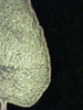 Chamaesyce serpens